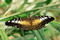 parthenos sylvia